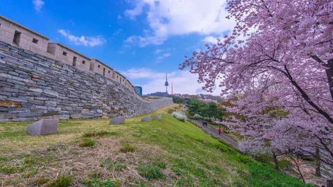 Beautiful Sky and Cherry blossom at Namsan Park in Seoul,South Korea. Stock Footage 106929254