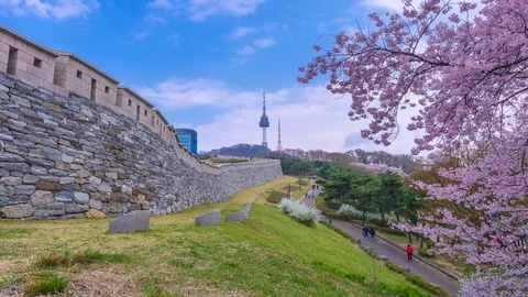 Beautiful Sky and Cherry blossom at Namsan Park in Seoul,South Korea. Stock Footage 106929780