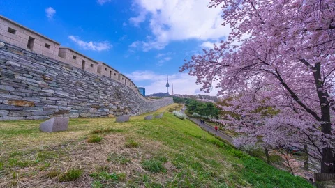 Beautiful Sky and Cherry blossom at Namsan Park in Seoul,South Korea. Stock Footage 106930788