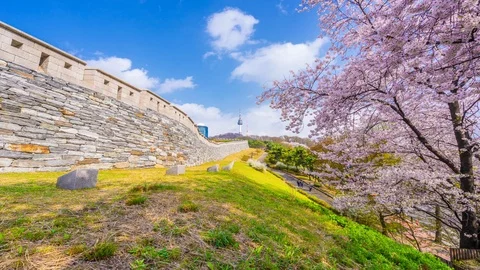 Beautiful Sky and Cherry blossom at Namsan Park in Seoul,South Korea. Stock Footage 106934765