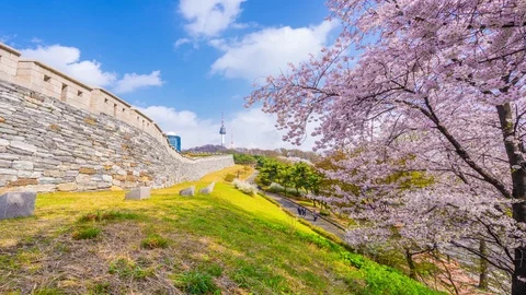 Beautiful Sky and Cherry blossom at Namsan Park in Seoul,South Korea. Stock Footage 106934920