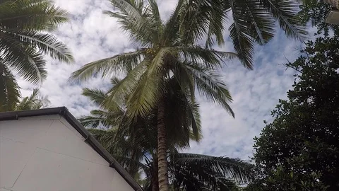 Beautiful Sky and coconut Tree in Lombok Indonesia Video stock 118493155