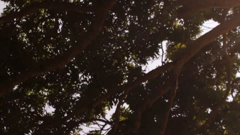 Beautiful Sky and Tree in Bukit Alam Semarang Indonesia Stock Footage 119097160