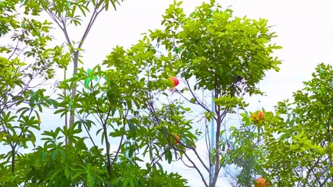 Beautiful sky and trees Stock Footage 152676118