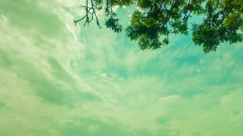 Beautiful sky background with tree branches Stock-Fotos