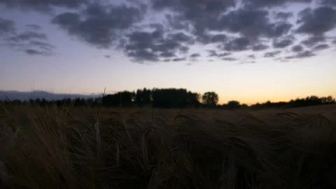 Beautiful  sky corn field - Sunset 스톡 동영상 147098467