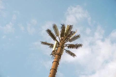 Beautiful sky with date tree on a cloudy day Stock Photos