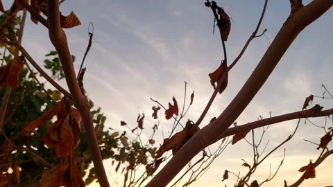 Beautiful sky from sunlight Stock Footage 297640174