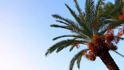 Beautiful sky on sunset with palm trees Stock Footage 253308329