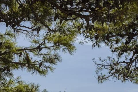 Beautiful sky surrounded by pine trees, pines and greenery, Croatia 스톡 사진