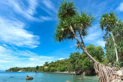 Beautiful sky view with cloud at the beach, pandanus (Pandanus tectorius) tre Stock Photos