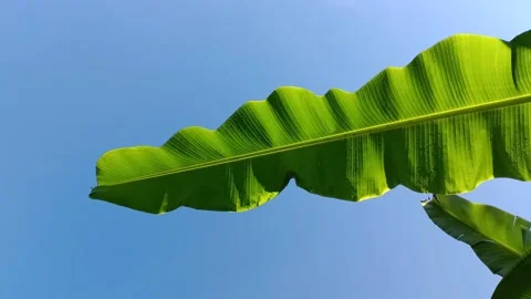 Beautiful Sky View Rrom Under Banana Tree 스톡 동영상 212622115