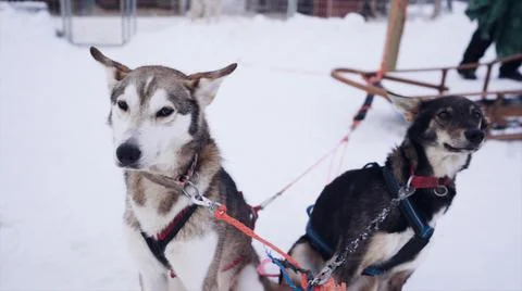 Beautiful sled dogs in finland Stock Photos