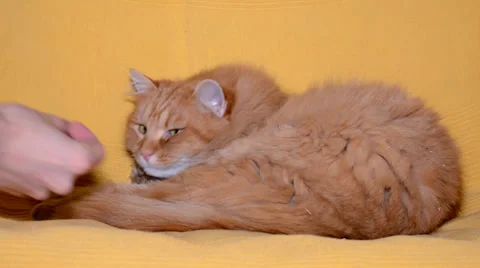 Beautiful sleepy cat  Stock Footage 34609590