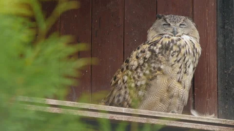 Beautiful sleepy Eurasian Eagle Owl 스톡 동영상 142774030