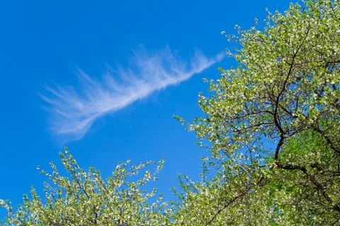 Beautiful slight cloud like a bird feather. Stock Photos
