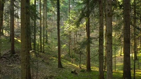 Beautiful slow backwards flying in the forest Stock Footage 124654574