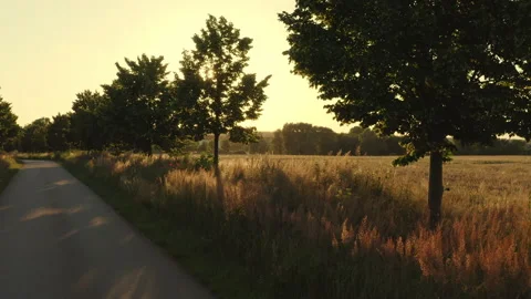 Beautiful slow camera flight with a drone past an avenue with trees in the Stock Footage 163094920