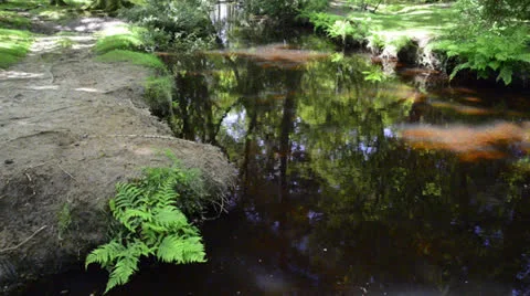 Beautiful slow flowing stream through forest on bright Summer day Stock Footage 25333410