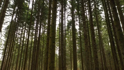 Beautiful slow flying between conifer trees Stock Footage 126932730