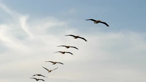 Beautiful slow motion of 9 soaring Brown Pelicans Video stock 135089214