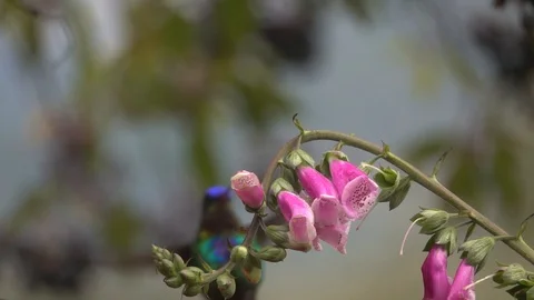 Beautiful slow motion close up of Violet headed Hummingbirds in a rainstorm in Stockbeeldmateriaal 114571625