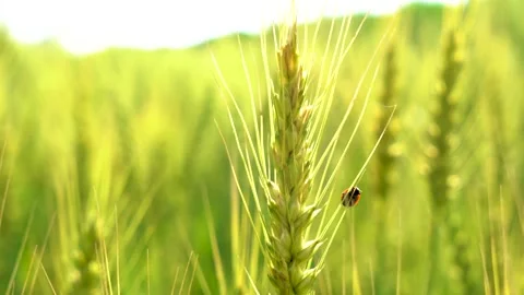 Beautiful slow motion closeup shot of wheat fields in Pakistan (3) Stock Footage 199274652