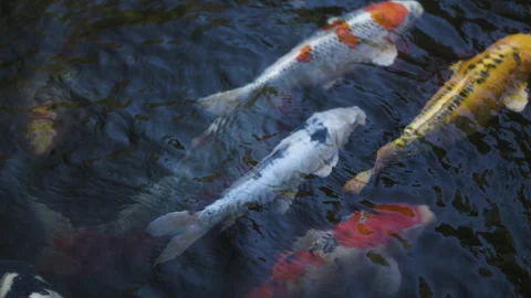 Beautiful slow motion overhead closeup of colorful koi fish gliding through the Stock Footage 319292307