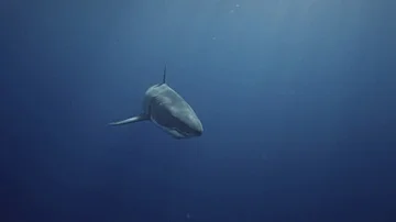 Beautiful slow motion shot of a approaching Great white shark Stock Footage 85564334