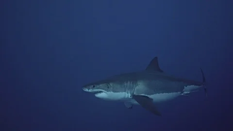 Beautiful slow motion shot of a approaching Great white shark Stock-Footage 85564675