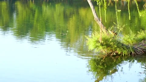 Beautiful slow motion shot of cattle egret bird landing among its peers on m Stock Footage 253993255