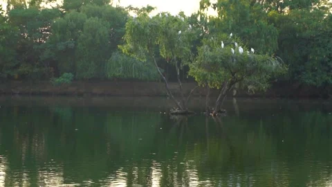 Beautiful slow motion shot of cattle egret bird landing among its peers on m Stock Footage 253993308