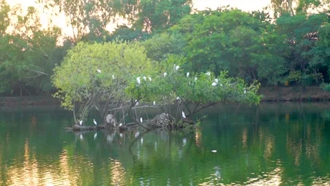 Beautiful slow motion shot of cattle egret bird landing among its peers on m Stock Footage 253993342