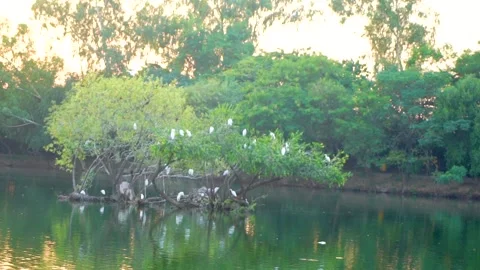 Beautiful slow motion shot of cattle egret bird landing among its peers on m Stock Footage 253993378