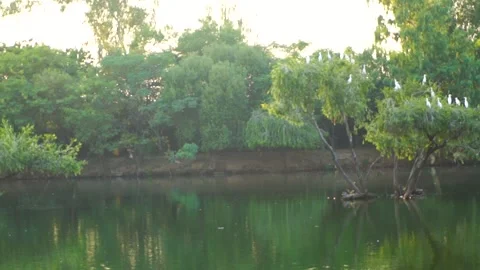 Beautiful slow motion shot of cattle egret bird landing among its peers on m Stock Footage 253993379