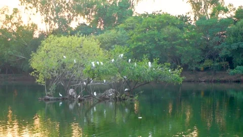 Beautiful slow motion shot of cattle egret bird landing among its peers on m Stock Footage 253993380