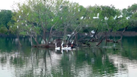 Beautiful slow motion shot of cattle egret bird landing among its peers on m Stock Footage 253993437