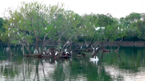 Beautiful slow motion shot of cattle egret bird landing among its peers on m Stock Footage 253993488