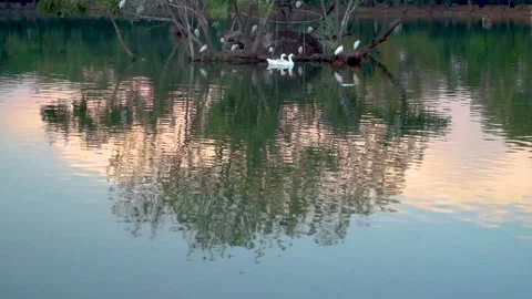Beautiful slow motion shot of cattle egret bird landing among its peers on m Stock Footage 253993489