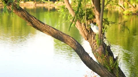 Beautiful slow motion shot of cattle egret bird landing among its peers on m Stock Footage 253993572