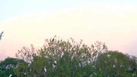 Beautiful slow motion shot of cattle egret bird landing among its peers on m Stock Footage 253993598