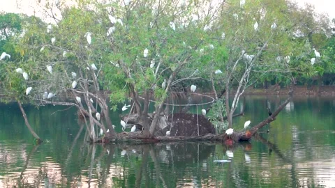 Beautiful slow motion shot of cattle egret bird landing among its peers on m Stock Footage 253993610