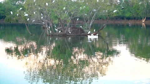 Beautiful slow motion shot of cattle egret bird landing among its peers on m Stock Footage 253993611