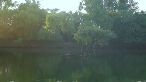 Beautiful slow motion shot of cattle egret bird landing among its peers on m Stock Footage 253993653