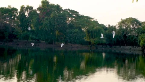 Beautiful slow motion shot of cattle egret bird landing among its peers on m Stock Footage 253993656