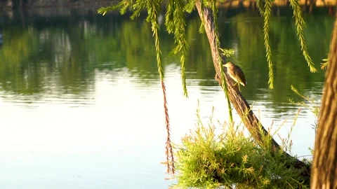 Beautiful slow motion shot of cattle egret bird landing among its peers on m Stock Footage 253993673