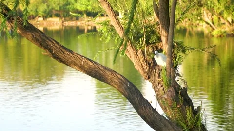 Beautiful slow motion shot of cattle egret bird landing among its peers on m Stock Footage 253993699