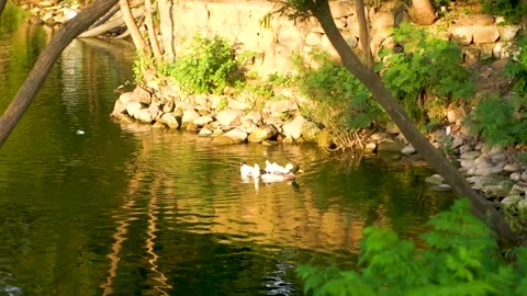 Beautiful slow motion shot of ducks in the water Stock Footage 253992446