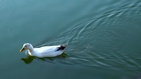 Beautiful slow motion shot of ducks in the water (4) Stock Footage 253992449