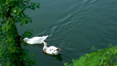 Beautiful slow motion shot of ducks in the water (2) Stock Footage 253993698